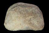 Hadrosaur Foot Bone - Alberta (Disposition #-) #100506-1